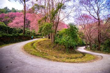 curve of Pink Cherry blossom (Wild Himalayan cherry) at Khun Cha
