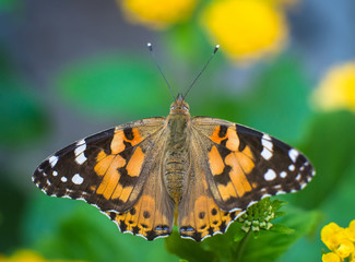 Naklejka premium Butterfly and flowers