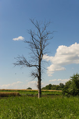 Obraz premium Dry tree