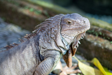 Iguana from Bali.