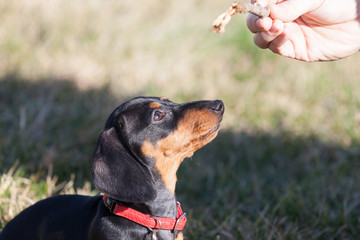 Give it to me! Dachshund