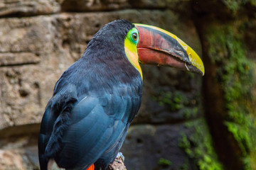 Tucan Toco (Ramphastos toco)