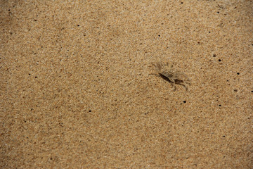Crab on beach in beach Thailand
