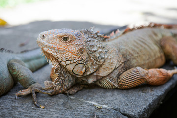 Obraz premium Iguana from Bali.