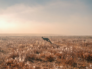 Kangourou sautant dans la brume