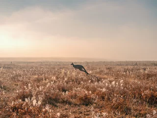 Rolgordijnen Kangoeroe Kangoeroe springt in de mist