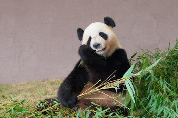 Fototapeta premium ジャイアントパンダ