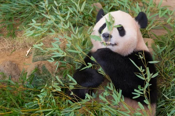 Meubelstickers Panda Grote panda