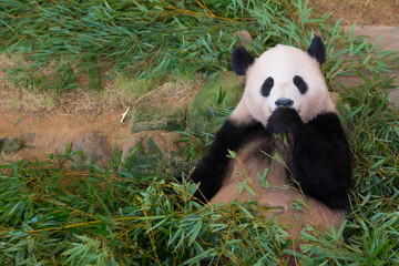 Obraz premium ジャイアントパンダ