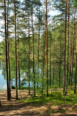 Pines on beach of lake