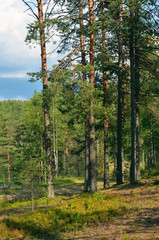Landscape with pine forest