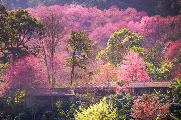 house of sakura