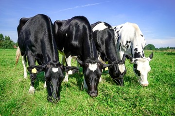 Originell - Vier schwarzbunte Rinder grasen nebeneinander auf der Weide