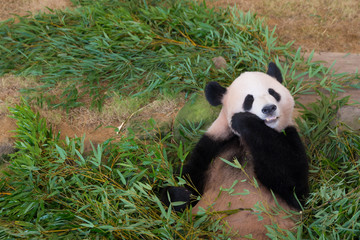 Obraz premium ジャイアントパンダ