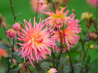 Chrysanthemum flowers, autumn background.