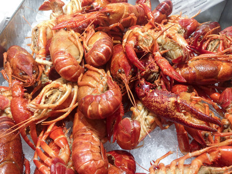 Red swamp crawfish for sell