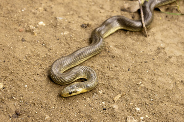 Natrix Maura snake
