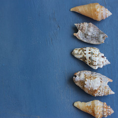 Aqua background with starfish and seashells