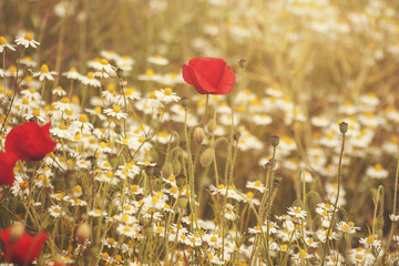 Naklejka premium wild flowers