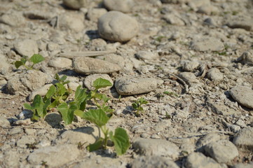 River rhine dried up