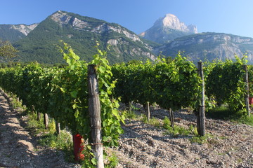 Fototapeta na wymiar La dent de Crolles, Vigne, Vin, Massif de la Chartreuse, Vallée du Grésivaudan, Isère, Alpes, France