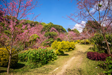 Fototapeta premium sakura garden