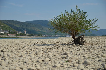 River rhine dried up