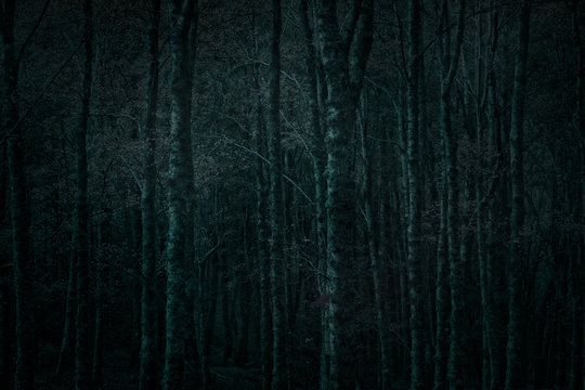 Fototapeta Dark forest