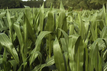 green corn field