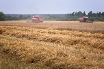 Fototapeta premium harvesting wheat