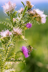 Honigbiene auf Blüte