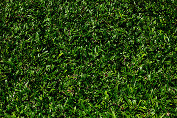 Green grass background