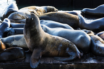 Fototapeta premium Sea Lions