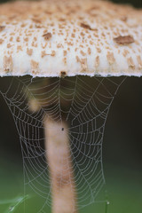 Parasol Mushroom (Macrolepiota procera) 