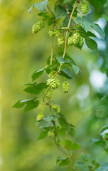 Fototapeta na wymiar Detail of fresh hops cones