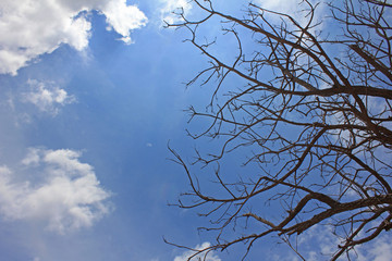 Dead tree on The blue sky