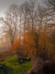 Autumn landscape unreal