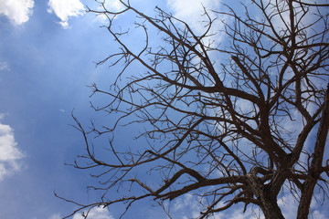 Dead tree on The blue sky