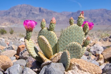 Blooming Beavertail Cactus in Death Valley