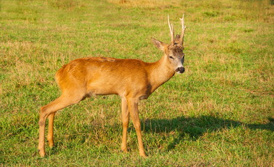 Young deer on a green lawn