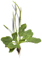 Breitwegerich, Plantago, major,
