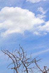 Dead tree on The blue sky
