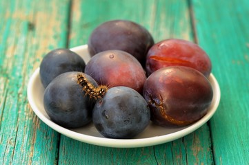 Obraz premium Fresh plums and live black caterpillar in white plate on turquoi