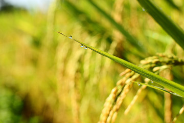 droplet on rice leaf