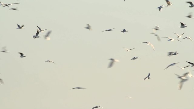 Oiseaux s'envolent