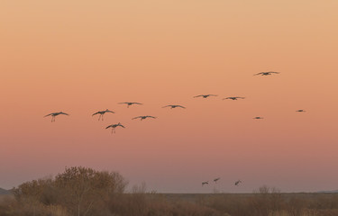 Sandhill Cranes Landing at Sunset
