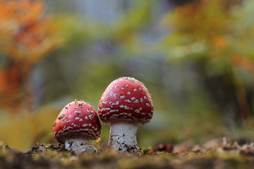 red Amanita muscaria in an autumn forest