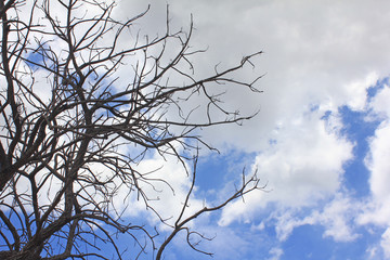 Dead tree on The blue sky