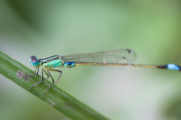 dragonfly