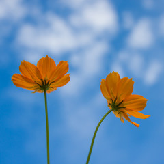 Flowers and sky